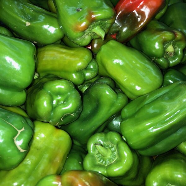 Sweet Bell Peppers in 3" x 4" Peat Pots Native Offerings Farm