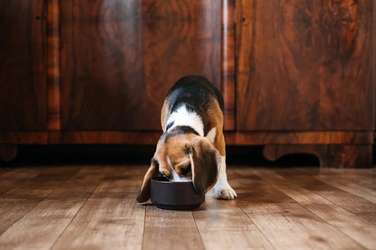 How and When Can You Take a Large Breed Dog Off Puppy Food? Native Pet