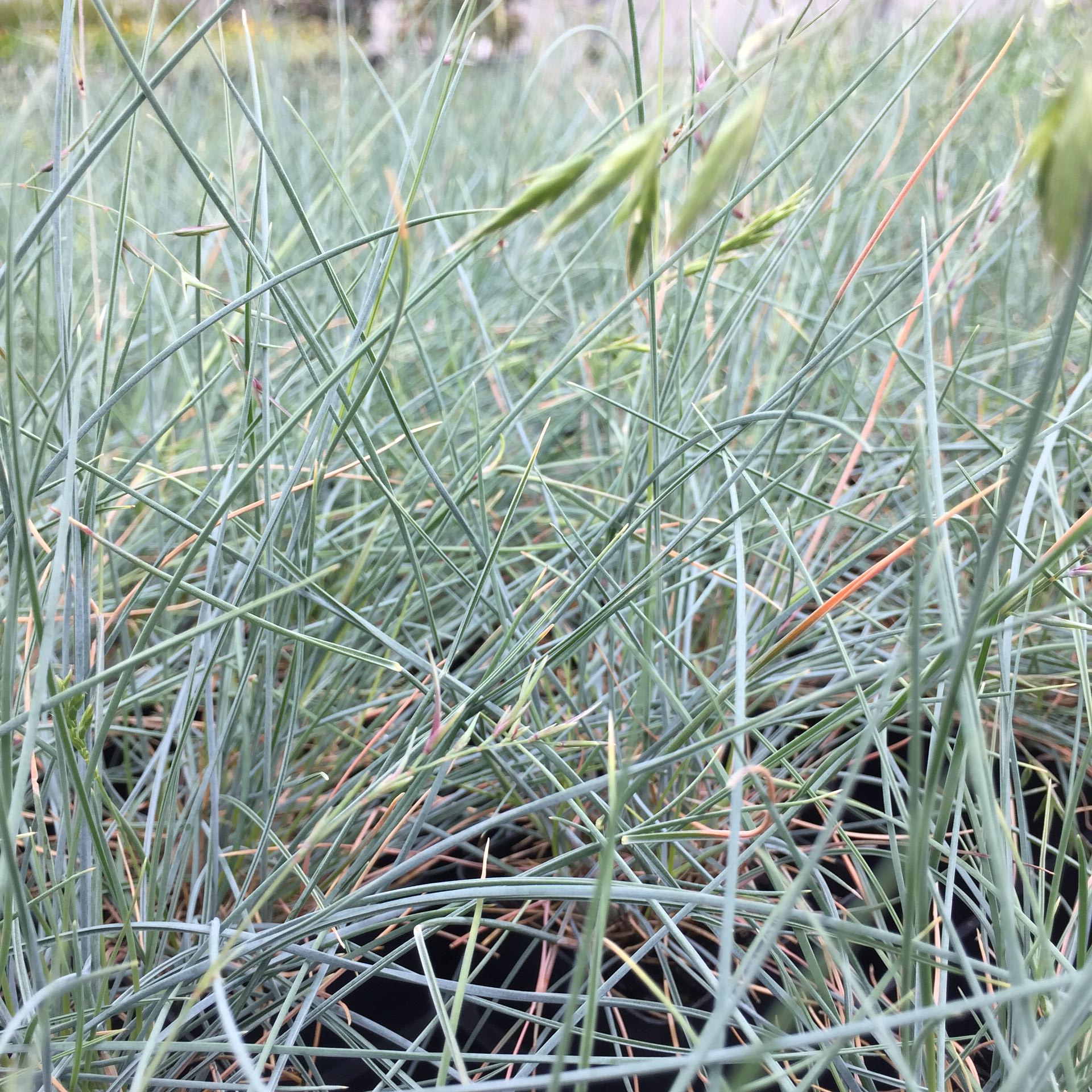 Australian Native Plants Online Native Plant Project Nursery
