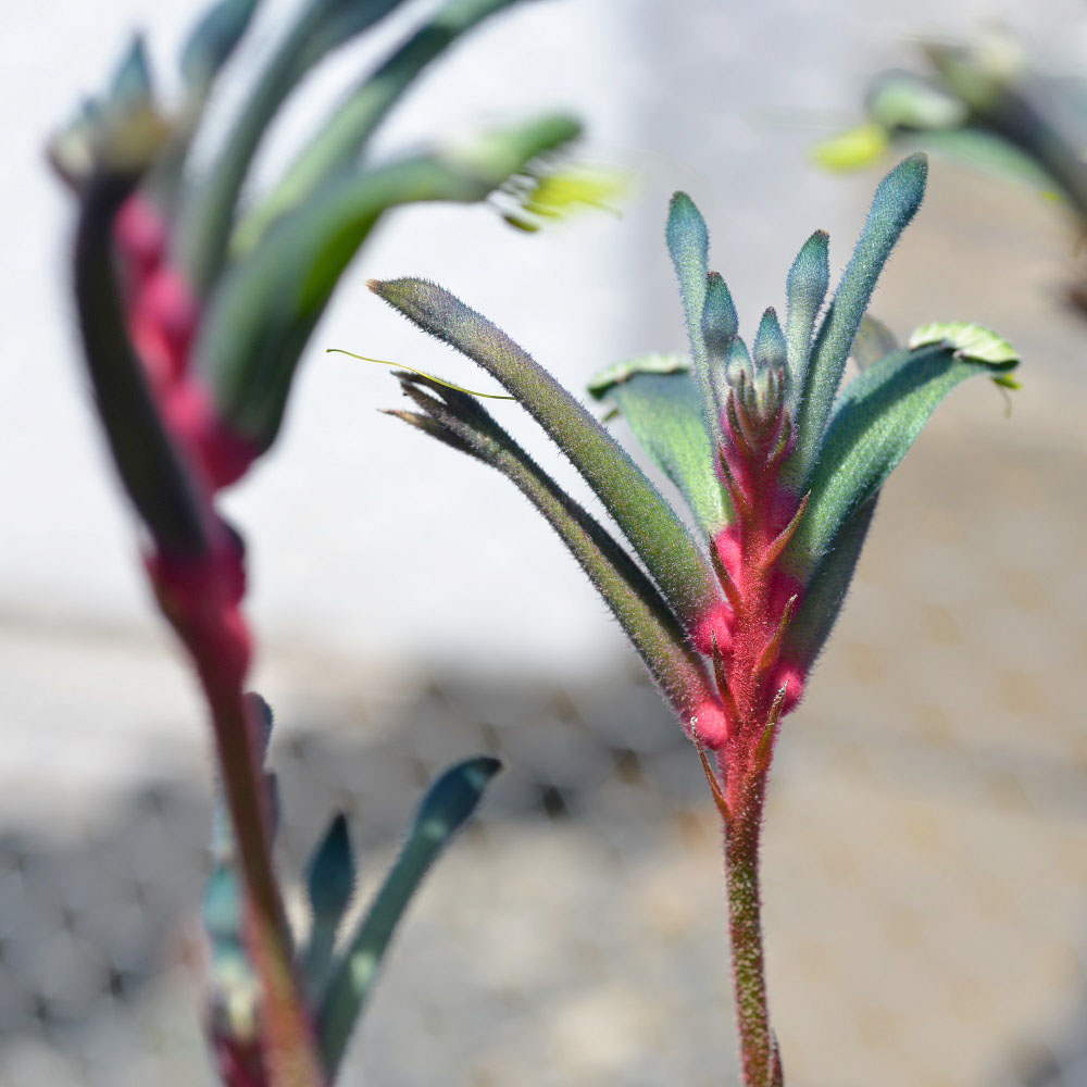 Kangaroo Paw Anigozanthos Celebrations ‘Fireworks’ PBR Native Plant