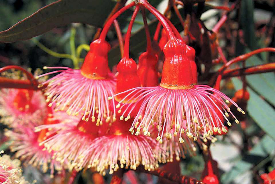 Coral Gum Eucalyptus torquata Native Plant Project