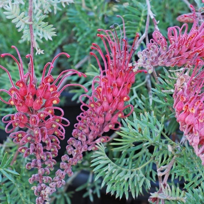 Grevillea Grevillea ‘Carpet Layer’ Native Plant Project