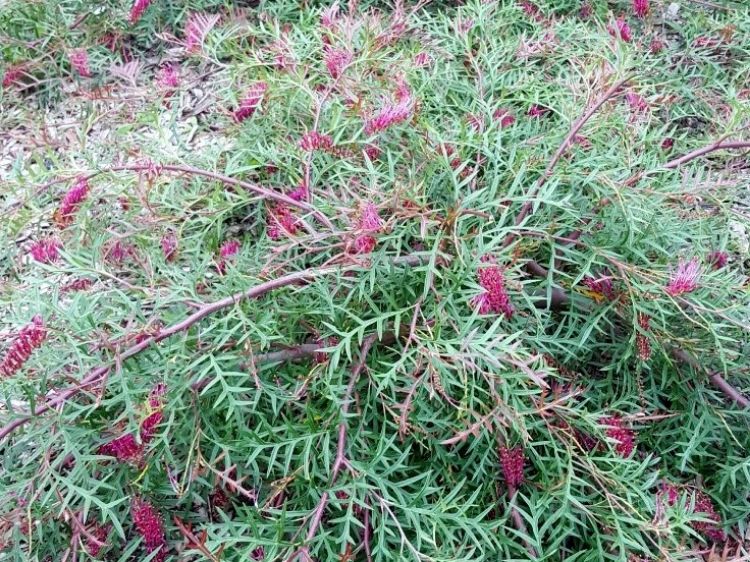 Grevillea Grevillea ‘Carpet Layer’ Native Plant Project