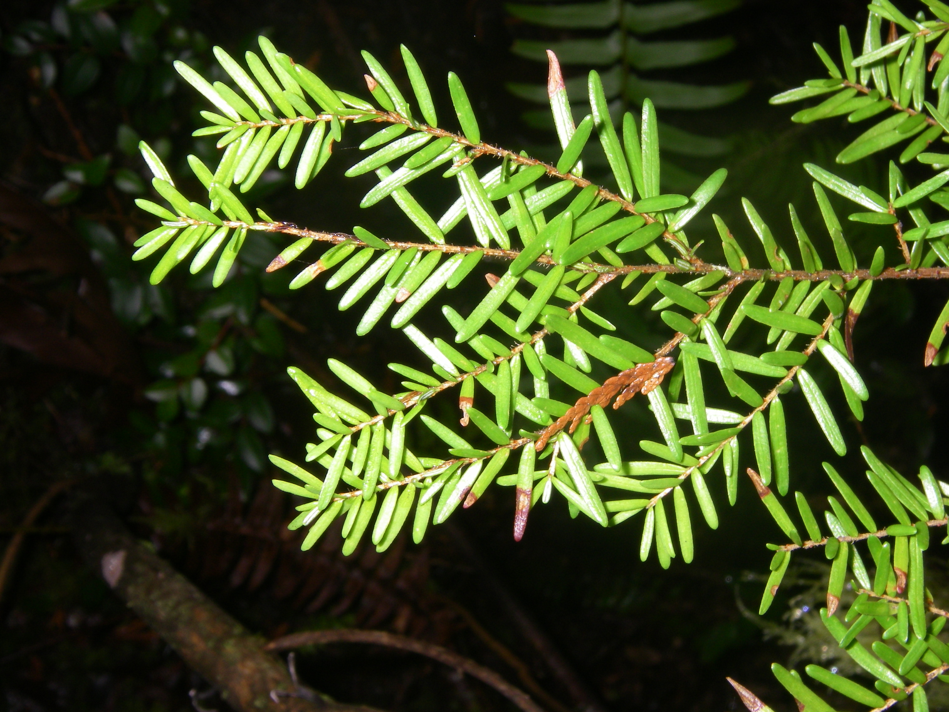 Western Hemlock, Tsuga heterophylla Native Plants PNW