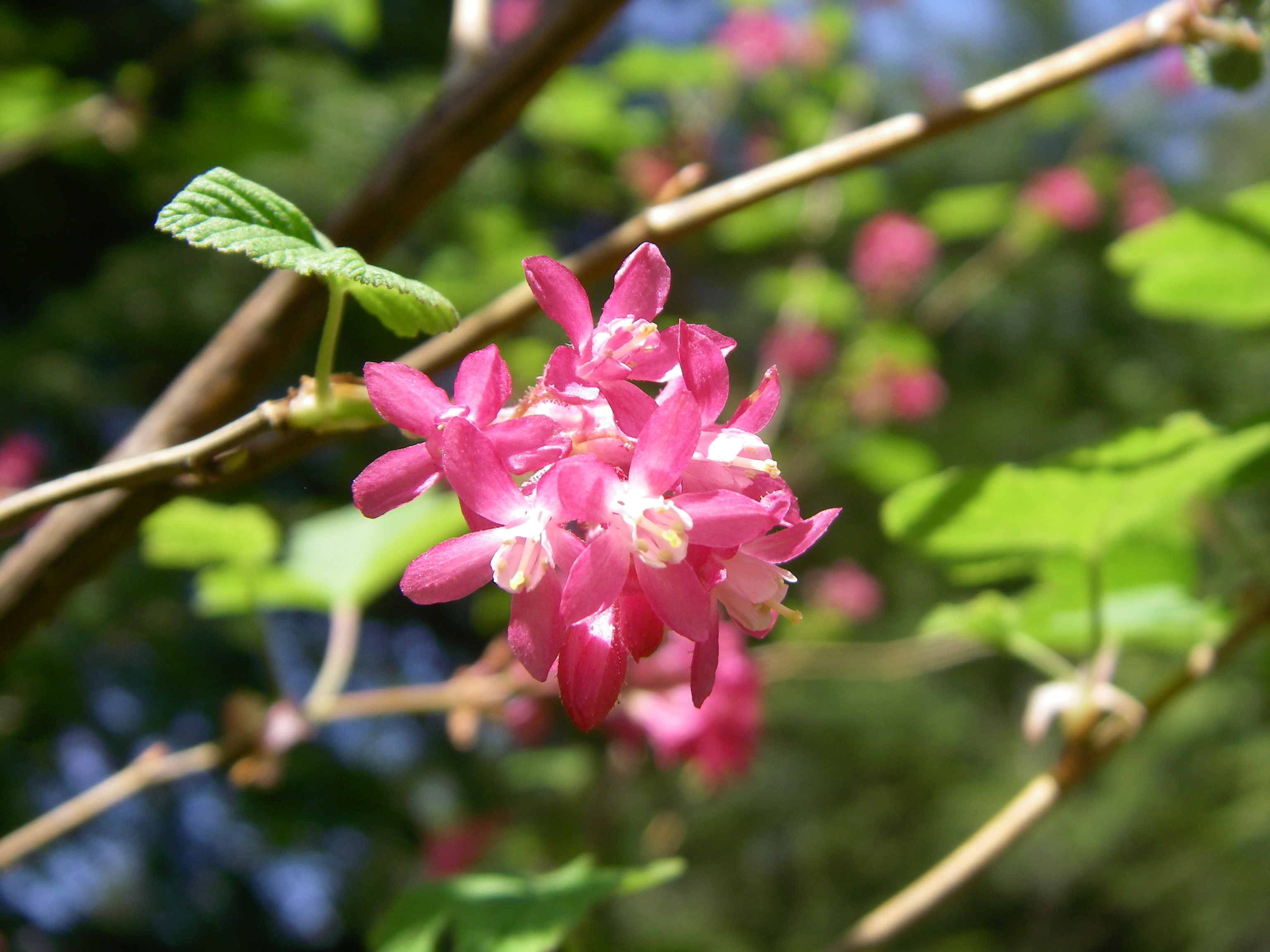 Plant Selection Guides Native Plants PNW