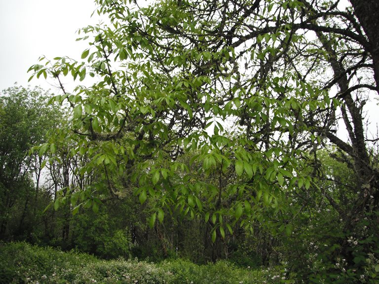 Best Trees For Pacific Northwest