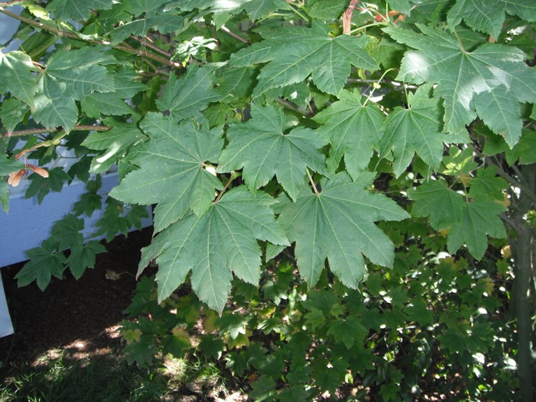 Broadleaved Trees Native Plants PNW