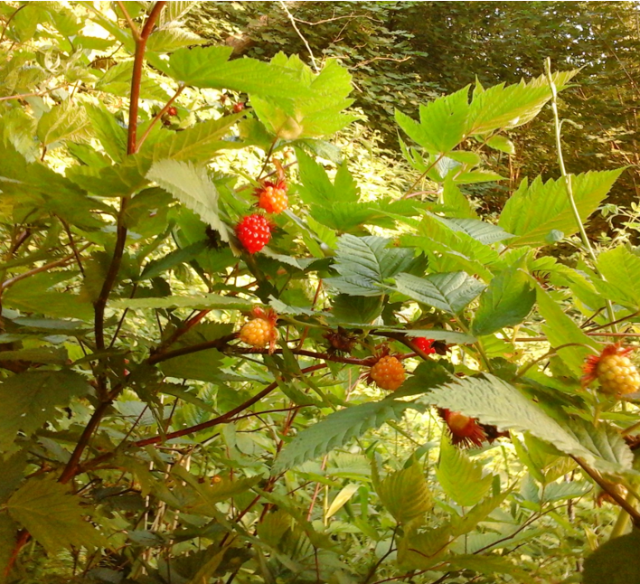 Salmonberry, Rubus spectabilis Native Plants PNW