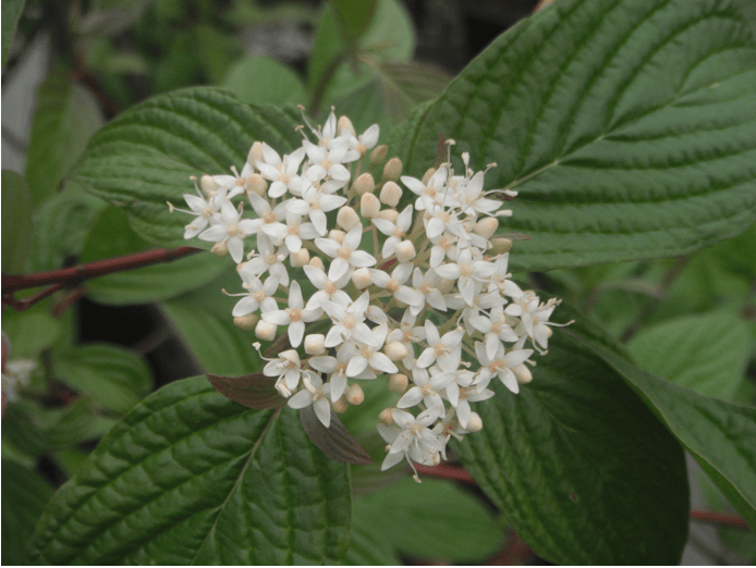 RedTwig Dogwood, Cornus sericea Native Plants PNW