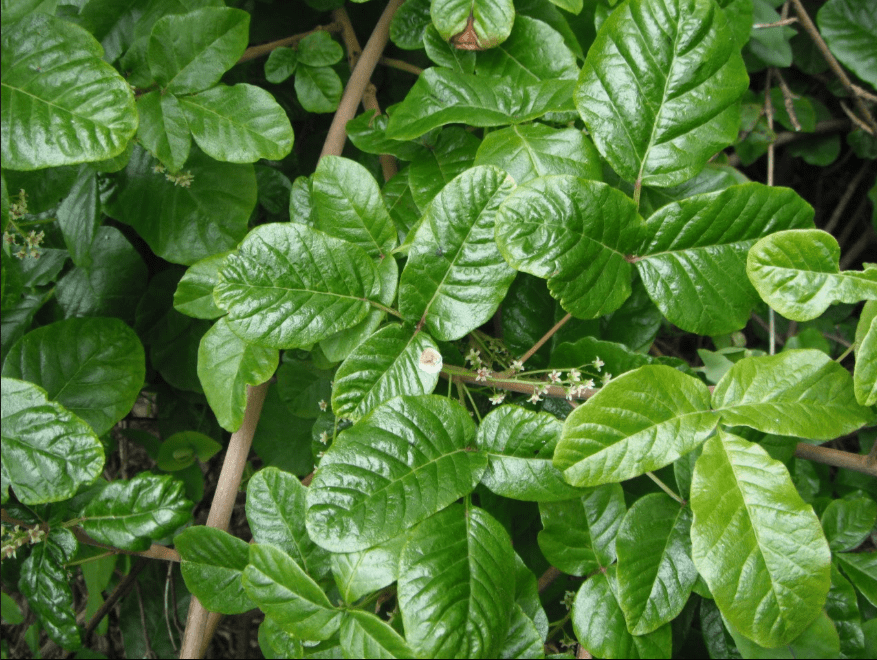 Pacific Poison Oak, Toxicodendron diversilobum Native Plants PNW