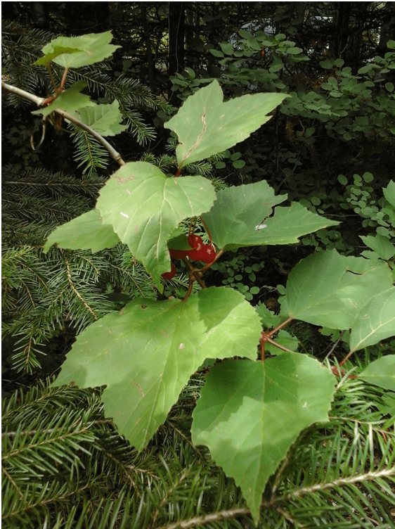 Highbush Cranberry, Viburnum edule Native Plants PNW