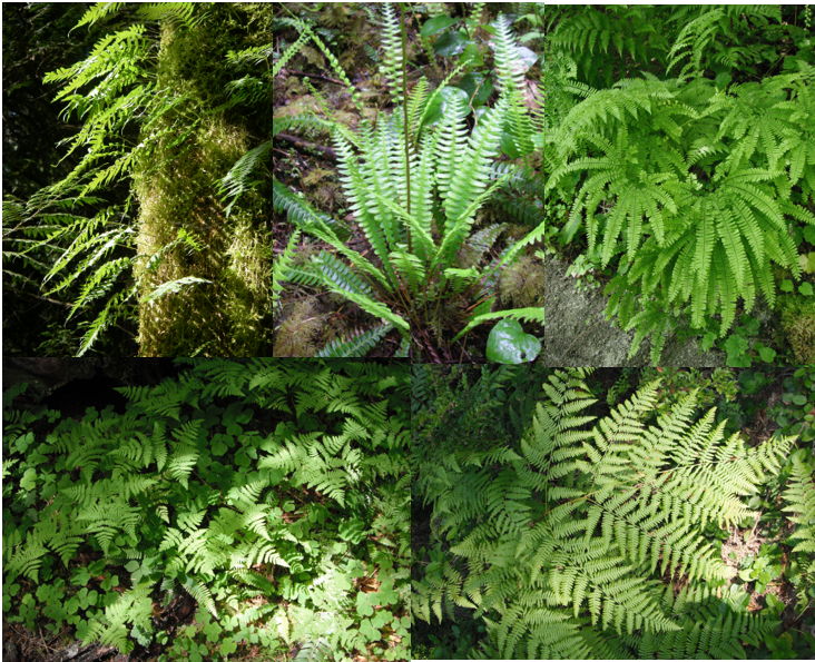 Ferns Native Plants PNW