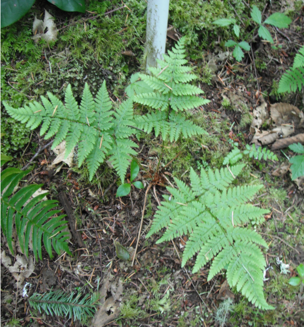 Spreading Wood Fern, Dryopteris expansa Native Plants PNW
