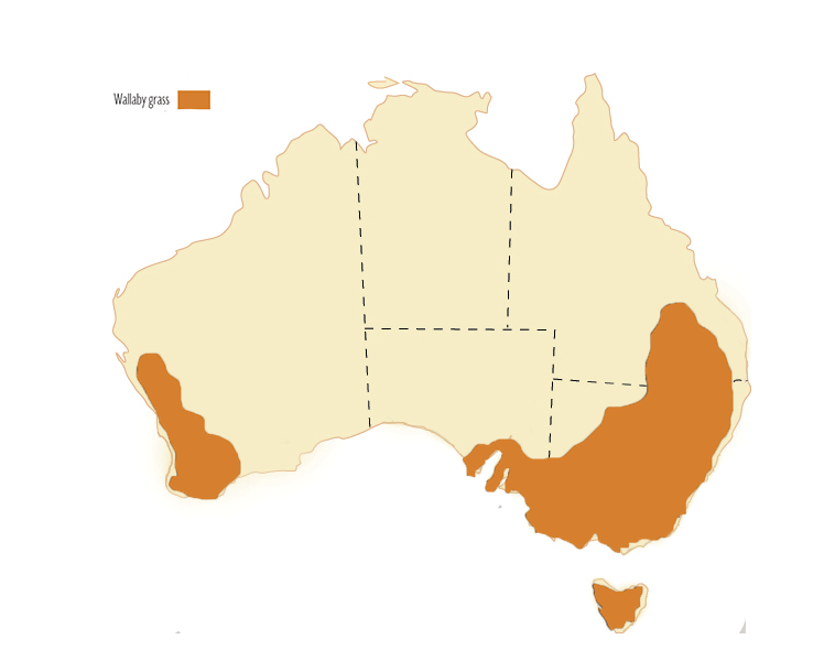 Evans Wallaby Rytidosperma caespitosum Australian Native Grasses