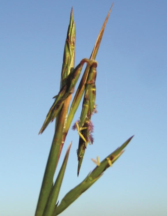 Barbed Wire grass Cymbopogon refractus Native Australian Grasses
