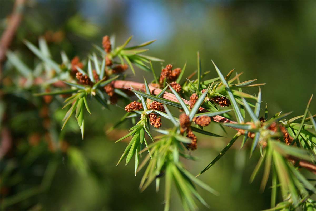 How to identify Juniper Grow Native Trees from Seed