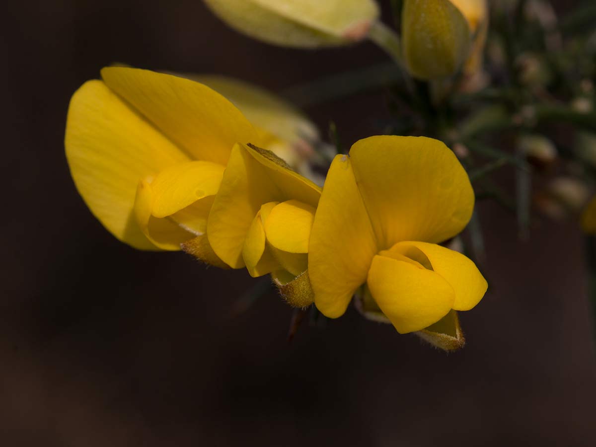 How to Identify Gorse A Comprehensive Guide