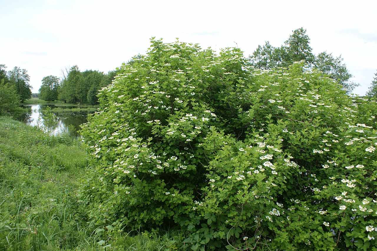 How to identify Guelder Rose