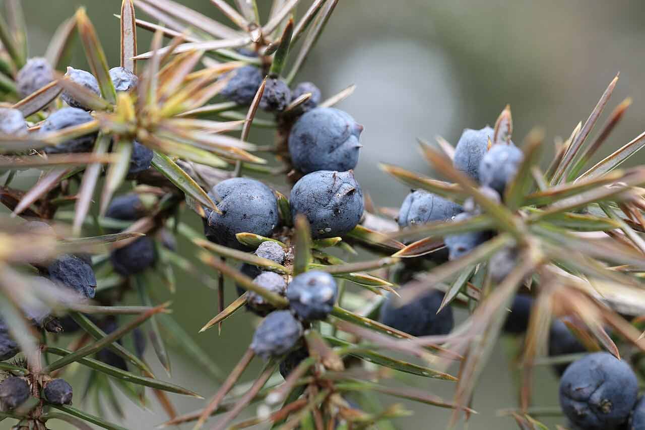 How to Grow Juniper A Comprehensive Guide
