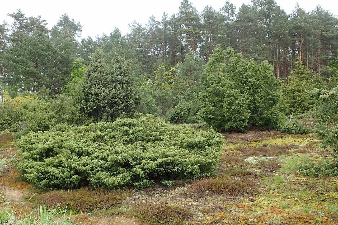 How to identify Juniper Grow Native Trees from Seed