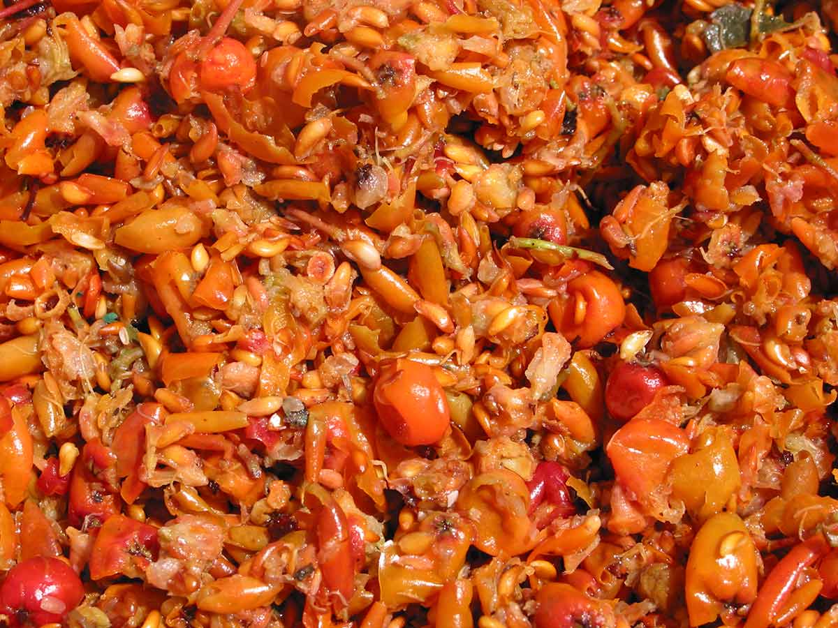 How to Grow a Rowan Tree (Mountain Ash)