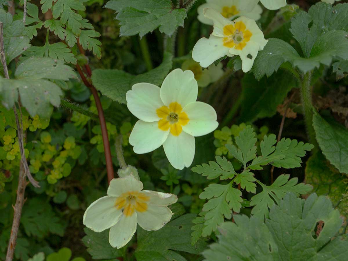 Primrose (Primula vulgaris) A Woodland Wildflower