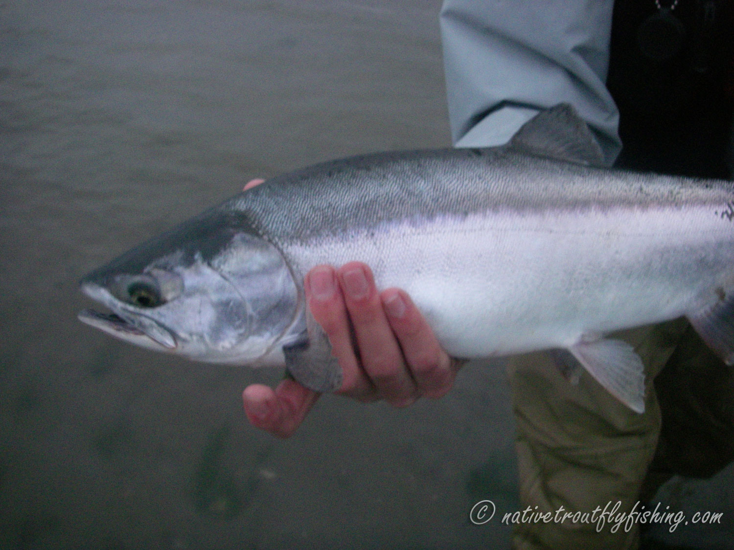Native Trout Fly Fishing Pink Salmon