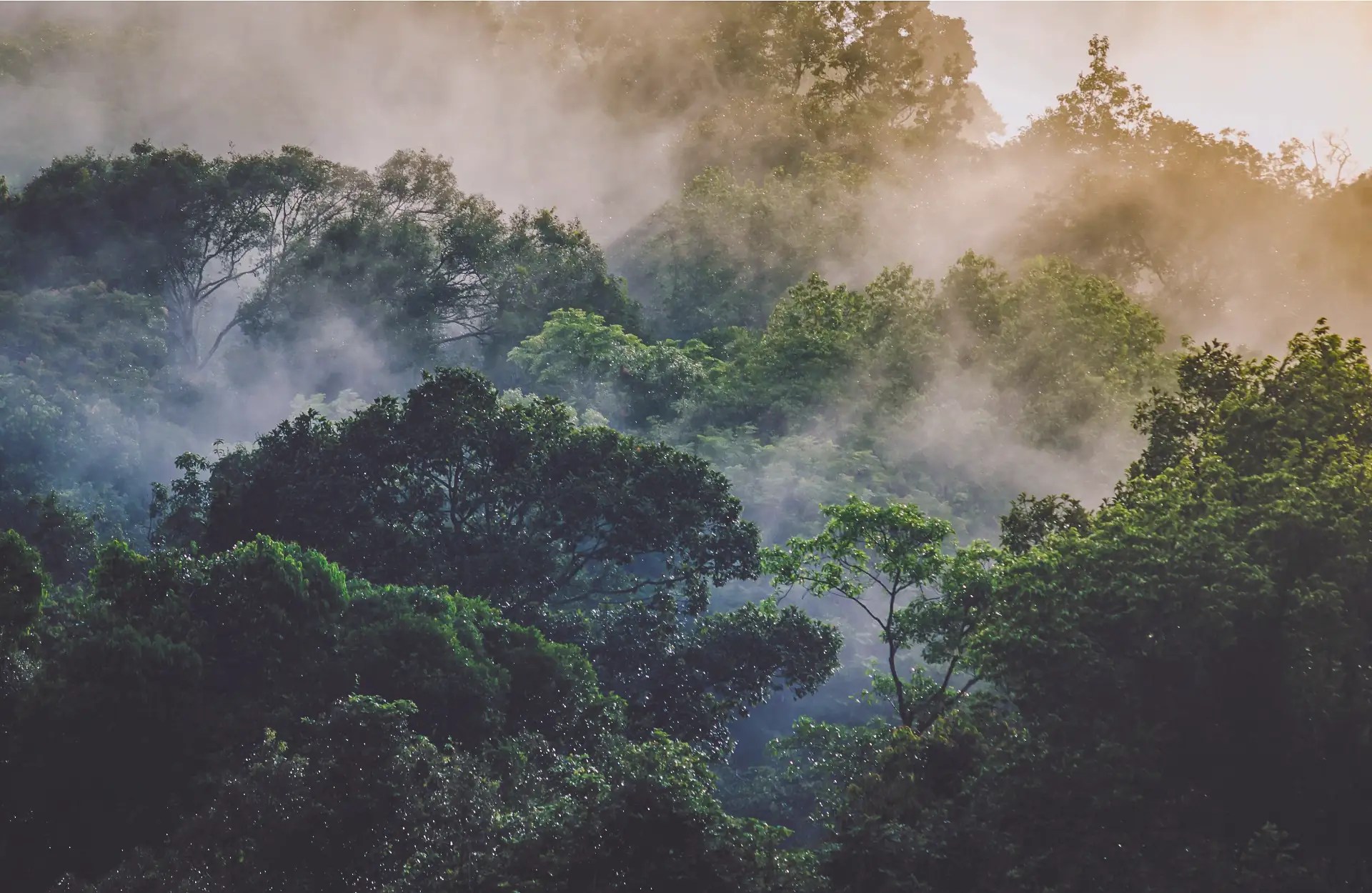 HOW MUCH RAIN DOES THE RAINFOREST GET Natourandes