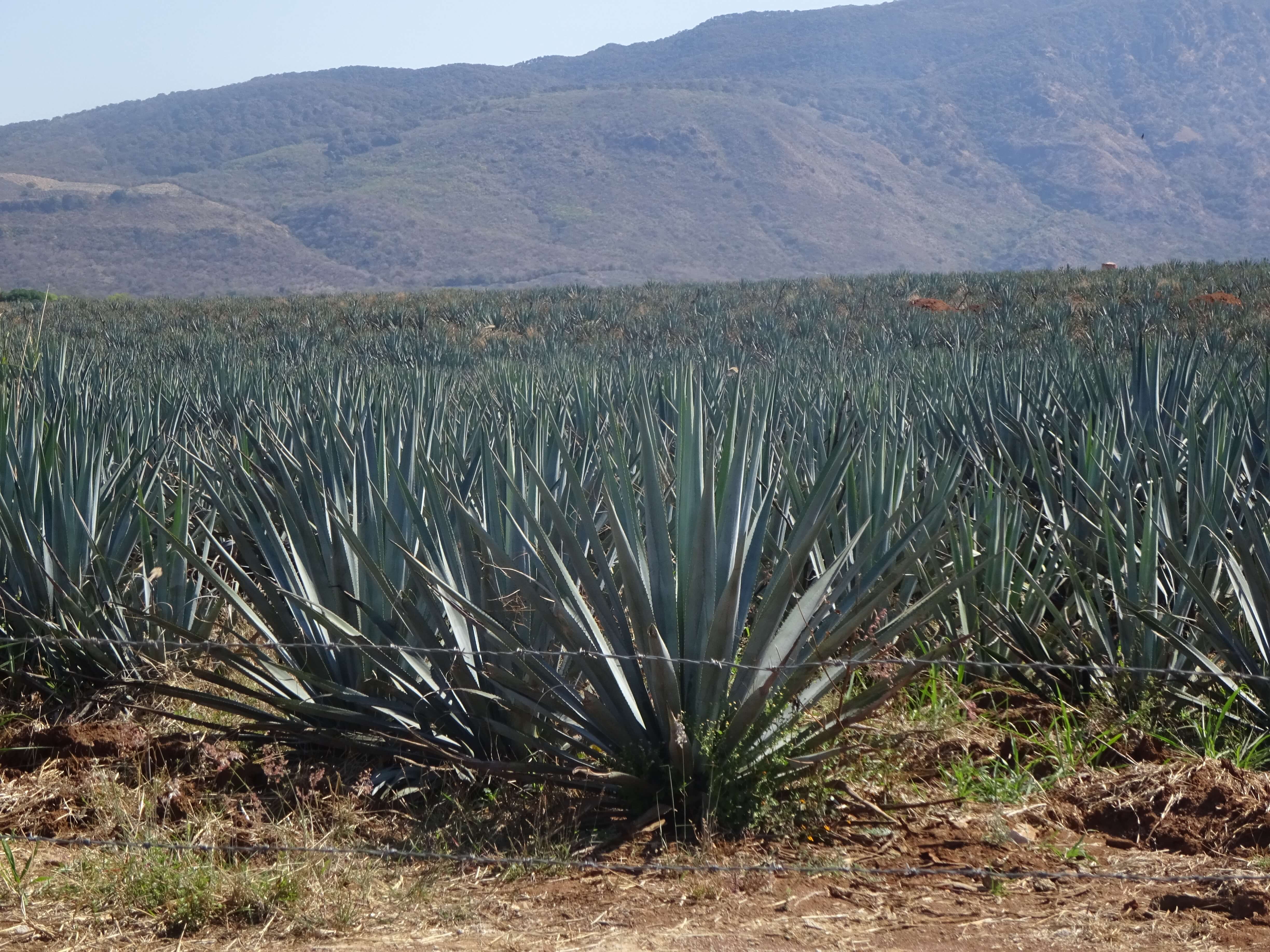 Blue Agave Fields Natpacker