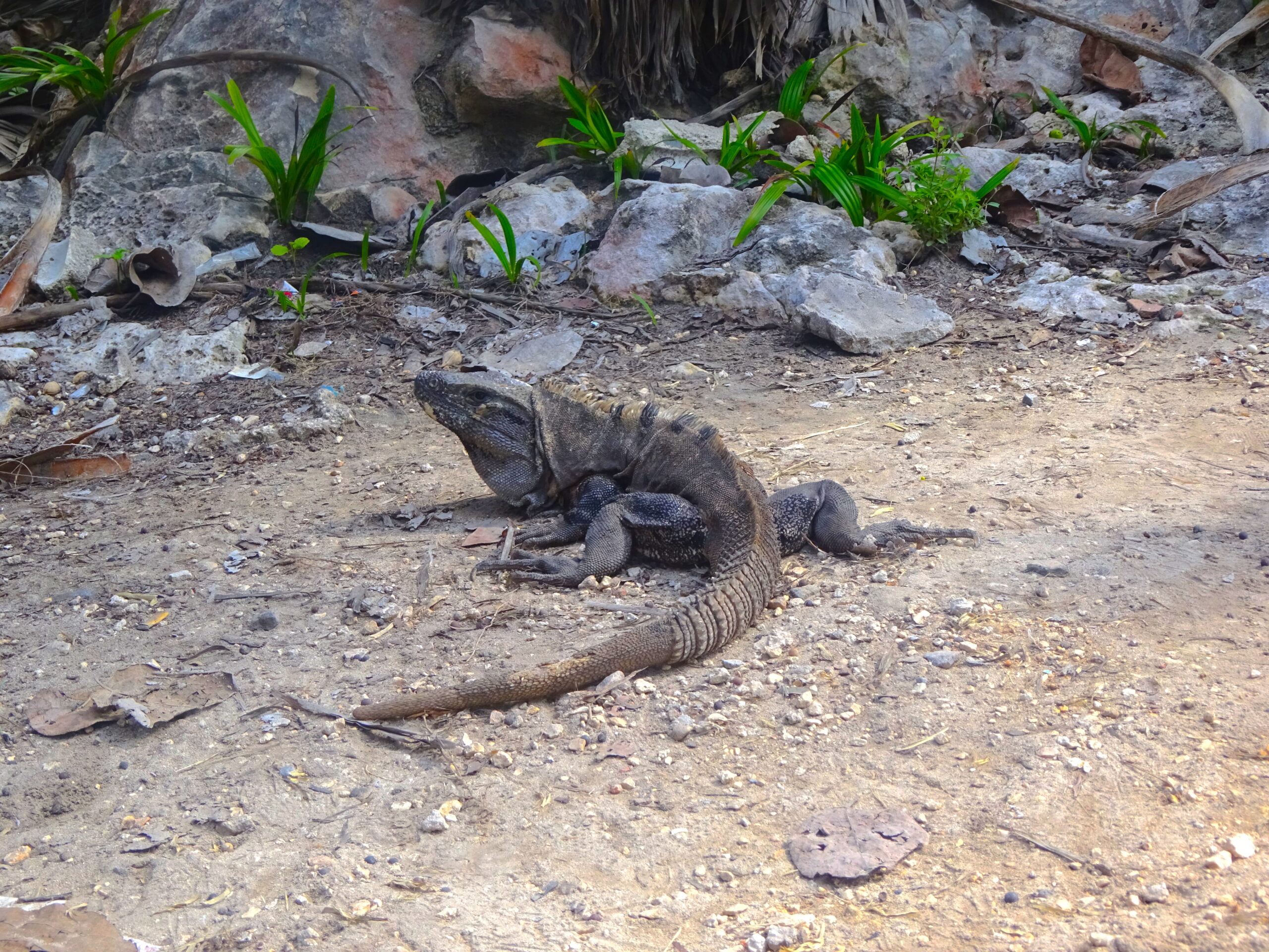 Tulum Iguana Natpacker