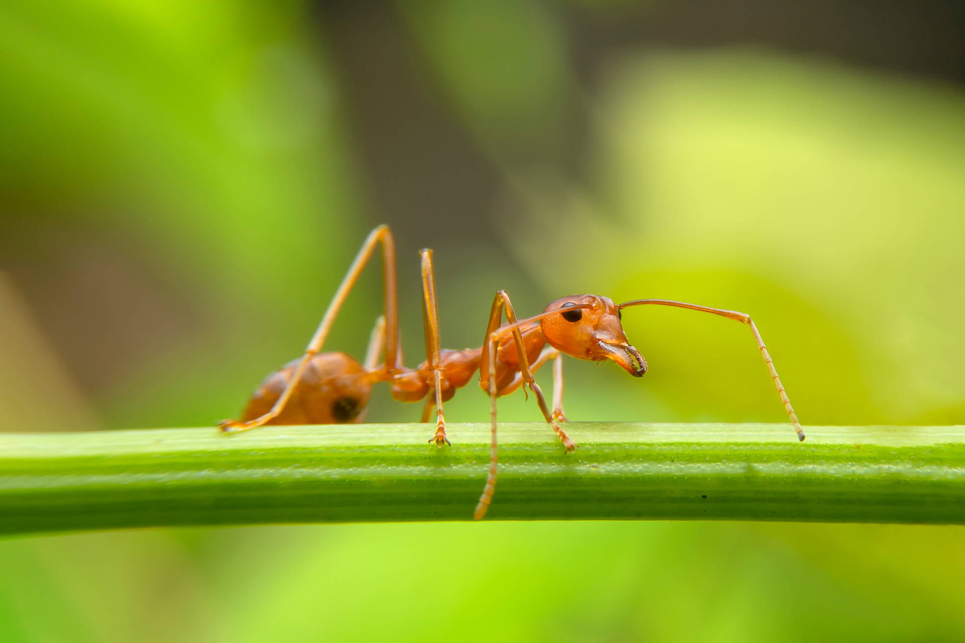 The Most Common Ant Species in Austin, Texas Natran Green Pest