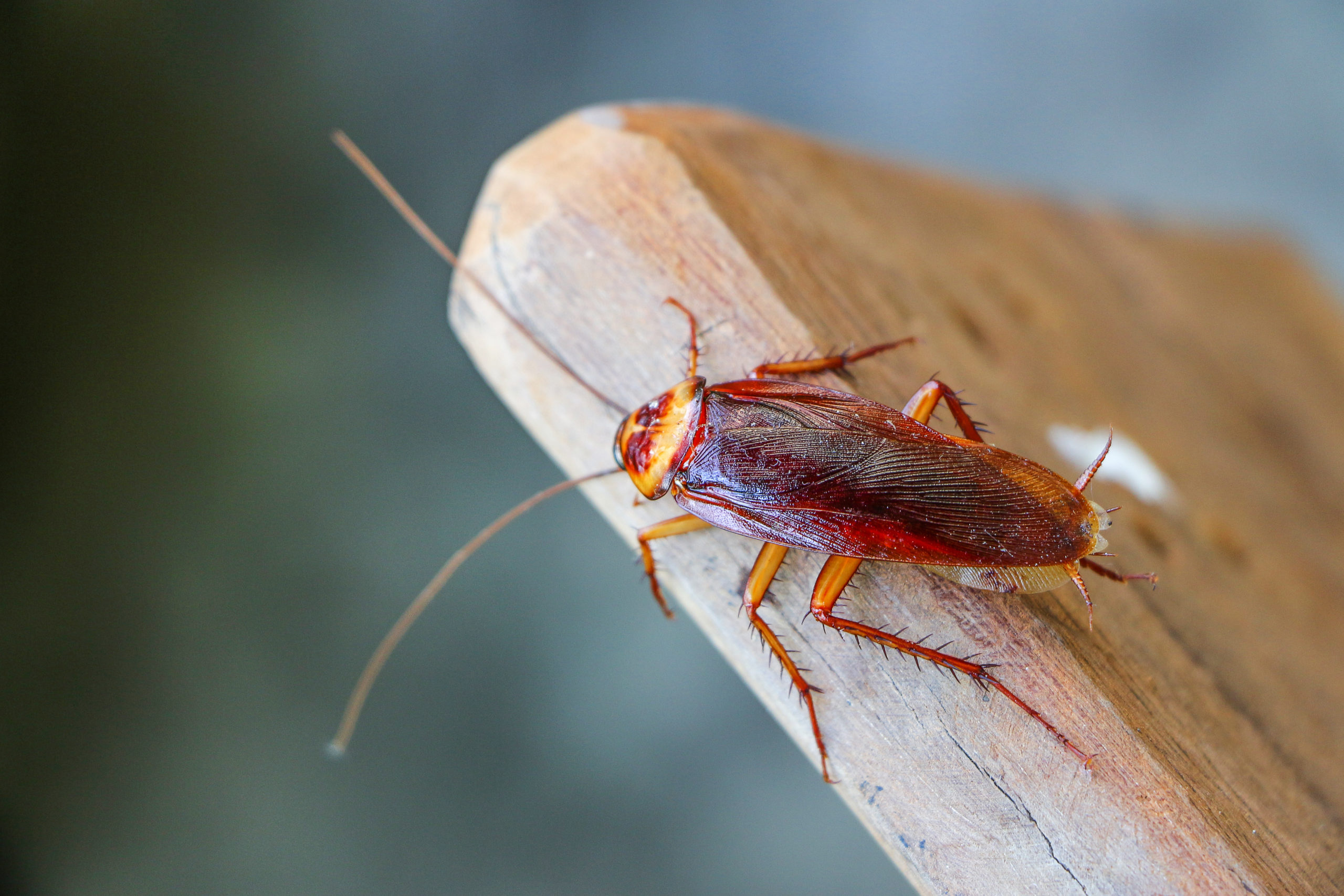 Roach Control Natran Green Pest Control Botanical Texas Pest Control
