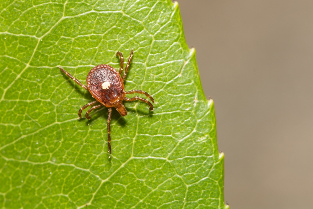 Where do you find ticks in Texas Natran Green Pest Control