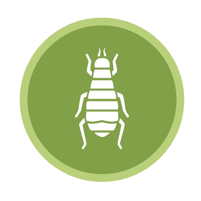 Pest Control Services in Bakersfield Termites, Mosquitos & Pests