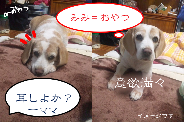 ペットのにおいⅡー耳そうじ なっちゃんとかくれんぼ