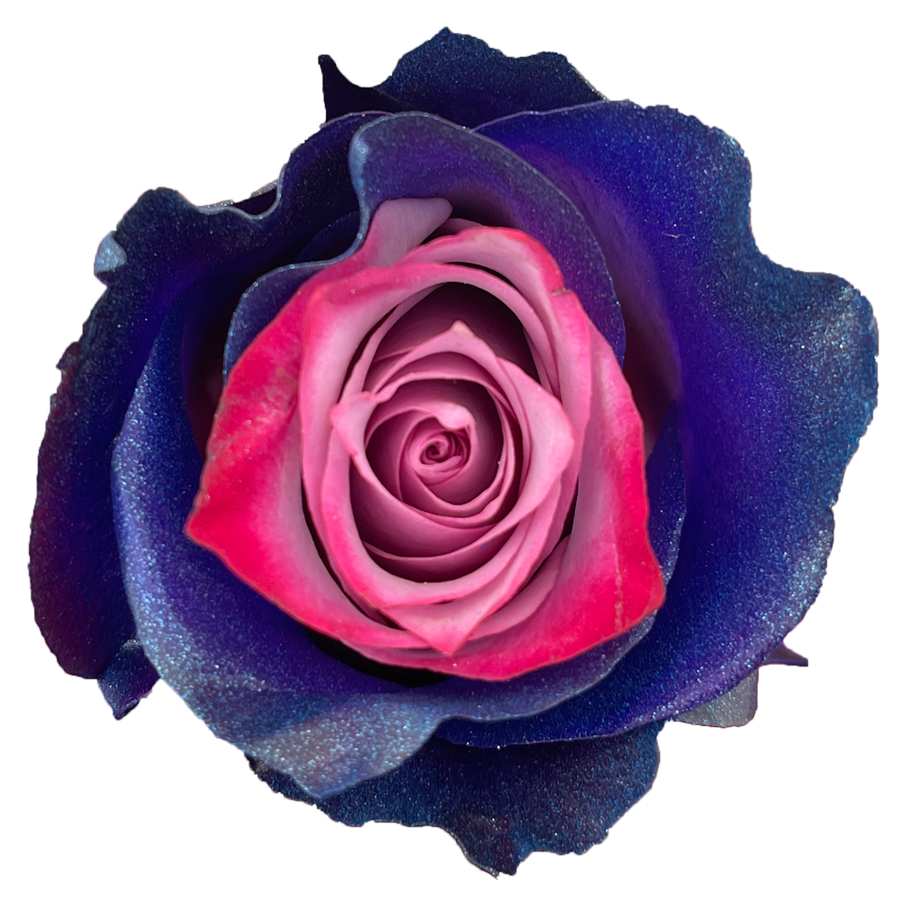 Deep Purple Samay Natuflor