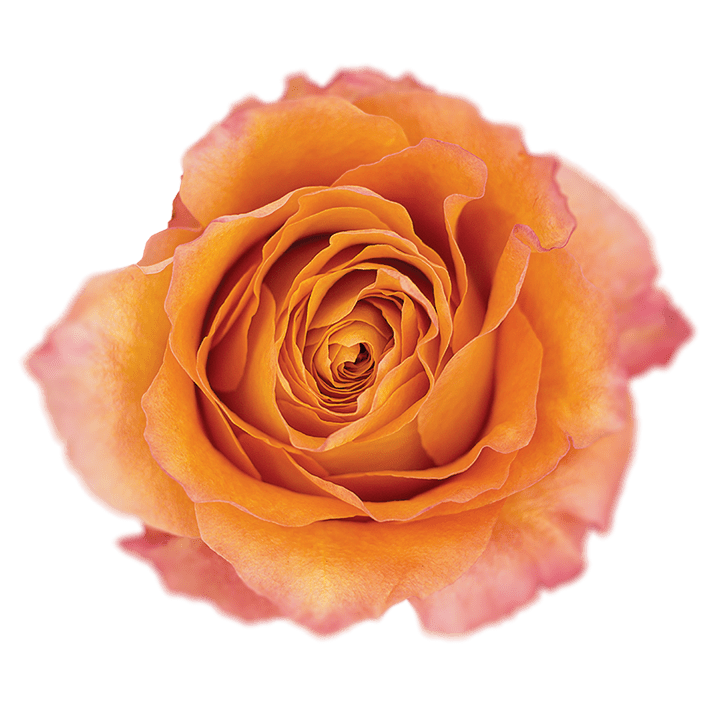 Free Spirit Natuflor