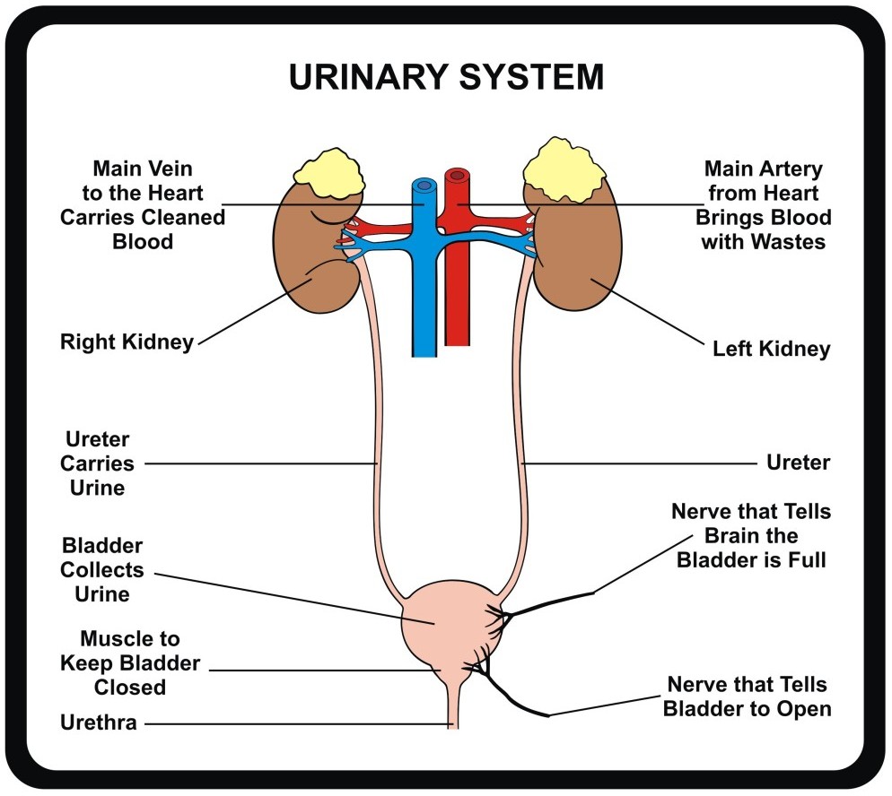 What are some symptoms of a urinary tract infection? powerpointban