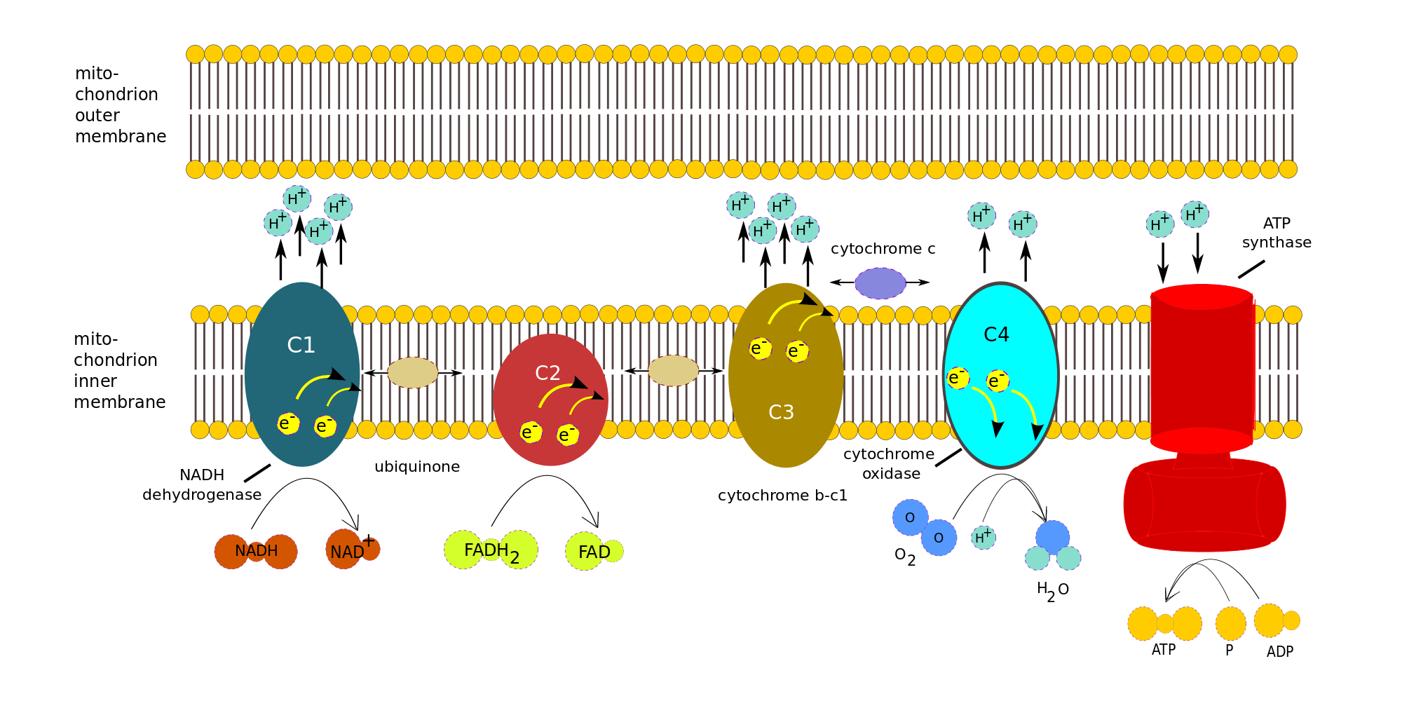 Electron Transport Chain Cartoon / Electron transport chain animation 