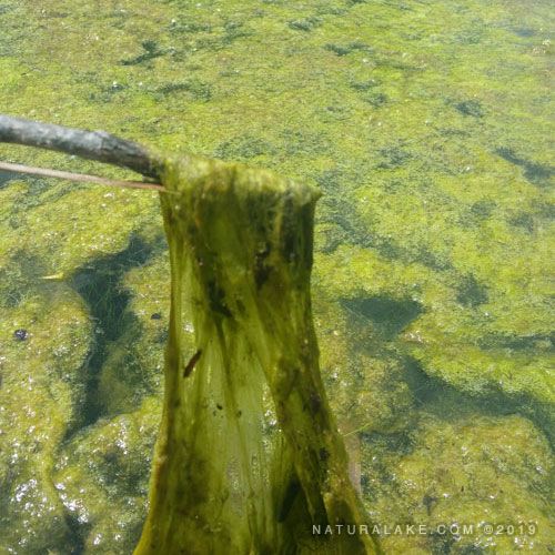 Golf Pond Management Natural Lake Biosciences
