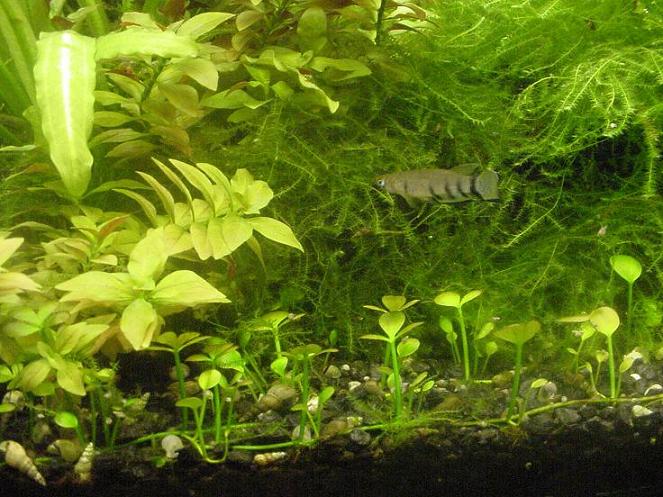 A Clearing in the Thicket June 2005 TFH Planted Tank