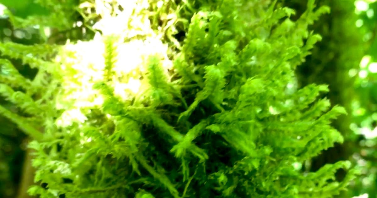 How Fast Does Java Moss Grow? And More Questions Answered