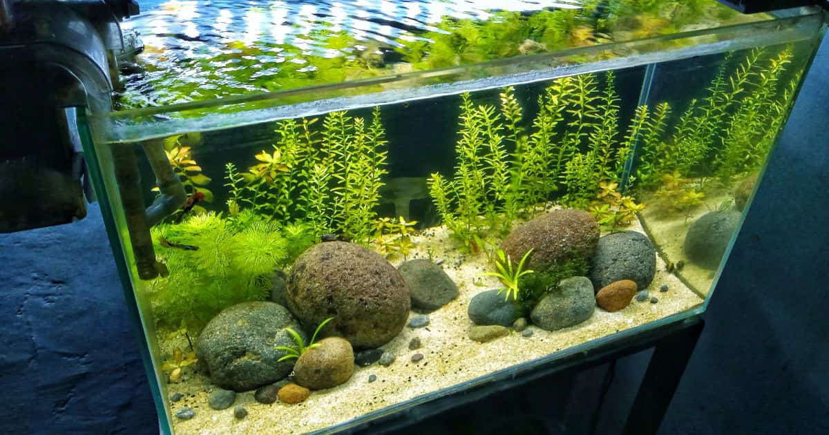 How Fast Does Java Moss Grow? And More Questions Answered