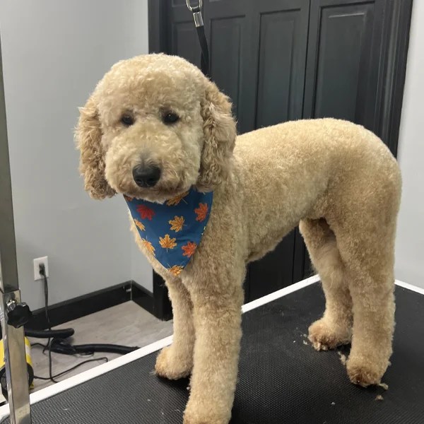 Dog Grooming Services in Midland, NC Natural Breed Kennels