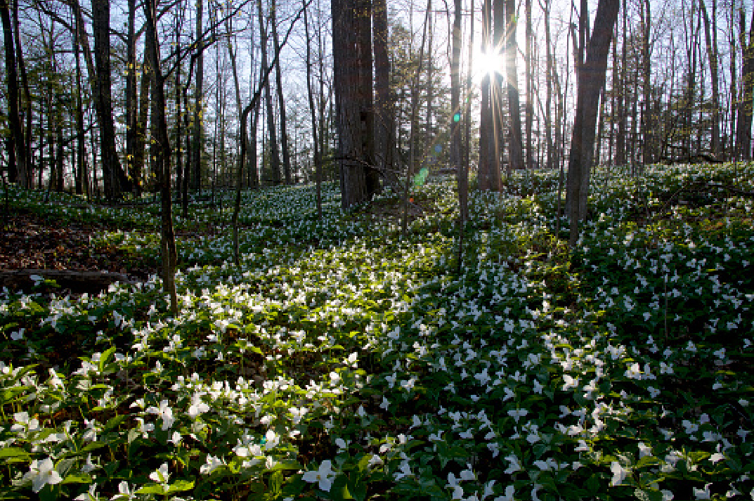 Home Natural Burial Association
