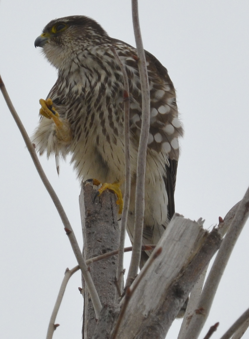 How to Find a Merlin in Southern Ontario Natural Crooks Ramblings