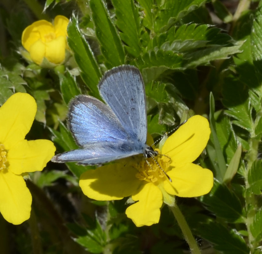 The Butterflies of June Along the Credit River Valley in Southern