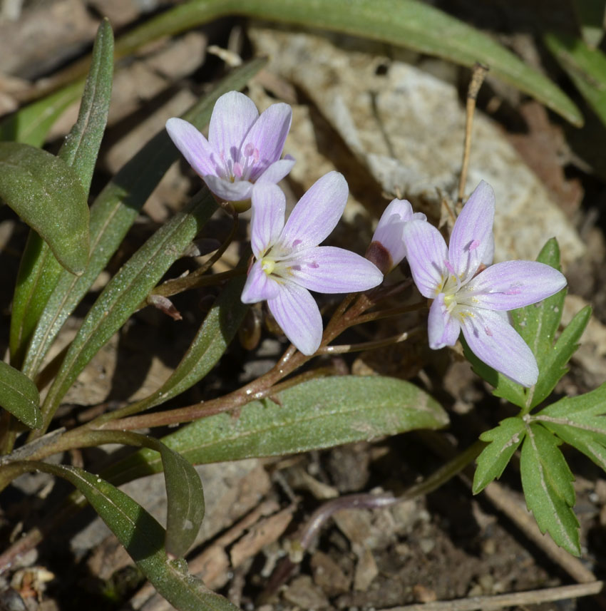 White Spring Flowers Ontario Flowers Cherry White Spring Flower Tree