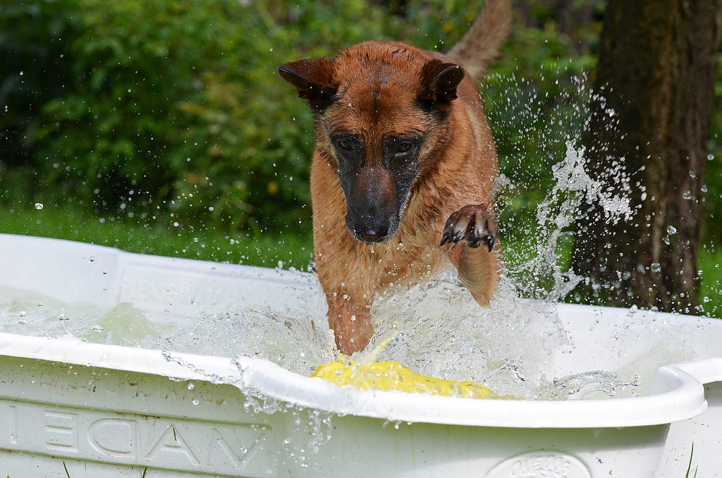 The 3 best portable dog pools to beat the summer heat Natural Dog Owner