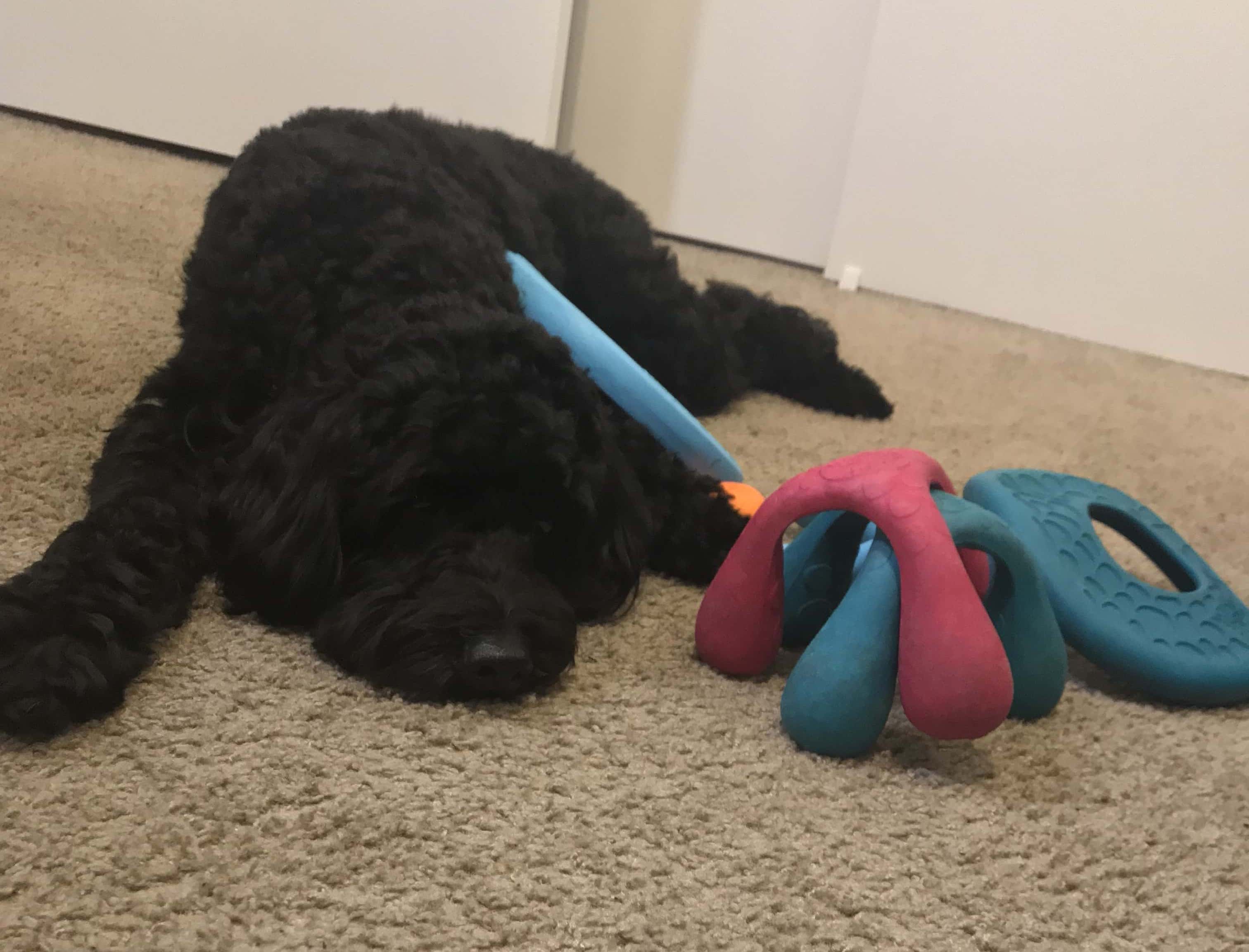 West Paw dog toy review The best choice for active chewers Natural